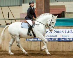 Deckhengst Gurraun Zidane (Irish Draught Horse, 1999, von Carrabawn View)