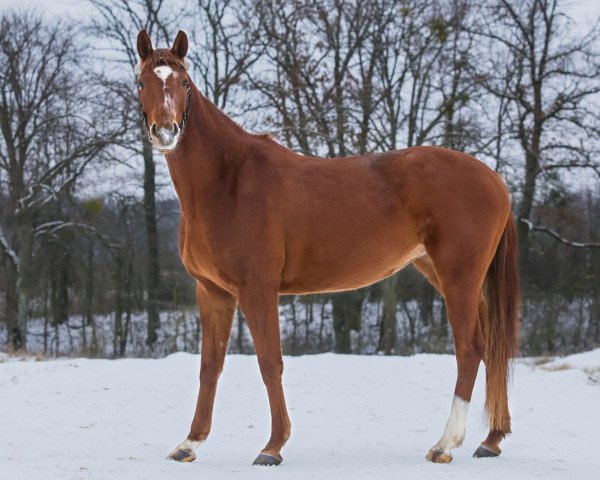 Zuchtstute Chiona (Russisch Trakehner, 2013, von Wesuwij)