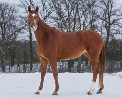 Pferd Chiona (Russisch Trakehner, 2013, von Wesuwij)