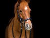 dressage horse Luigi 254 (German Riding Pony, 2005, from Laudatio)