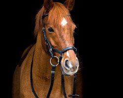 dressage horse Luigi 254 (German Riding Pony, 2005, from Laudatio)