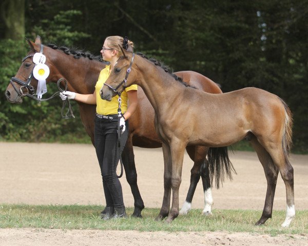 stallion Melli's Despacito (German Riding Pony, 2019, from Kastanienhof Donnertrommler)