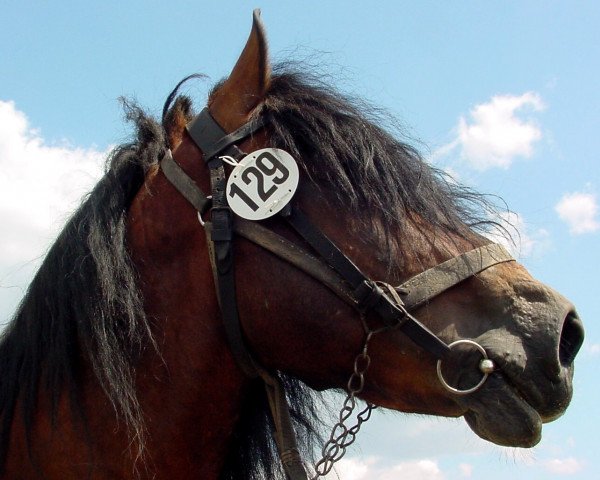 stallion Eros (Rhenish-German Cold-Blood, 1994, from Eberhard I 1503)