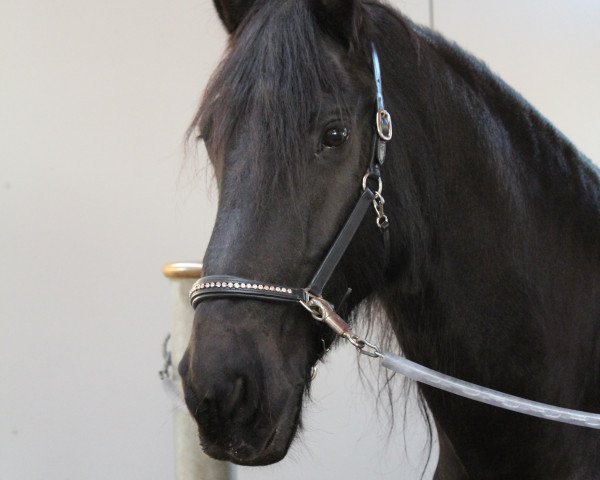 horse Victor of wild rose stables (Friese, 2006, from Tsjipke 399)