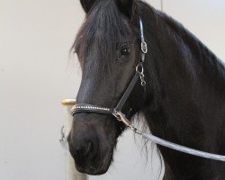 Pferd Victor of wild rose stables (Friese, 2006, von Tsjipke 399)