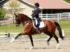 dressage horse Quintessential Hit (Oldenburg, 2009, from Quaterback)