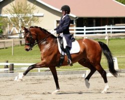 dressage horse Quintessential Hit (Oldenburg, 2009, from Quaterback)