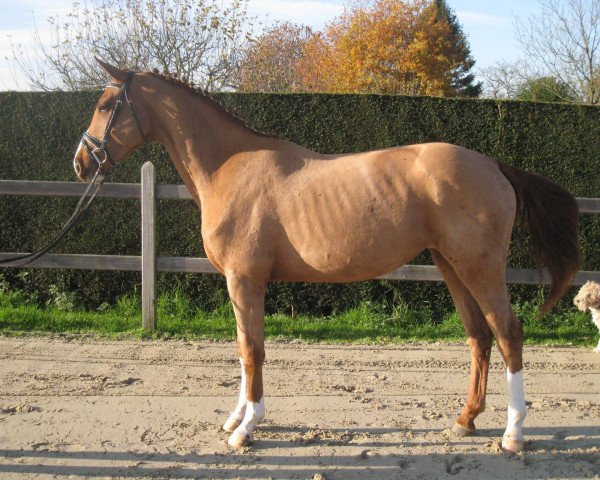 jumper Netula Van De Claevervallei (Belgian Warmblood, 2013, from Arko III)