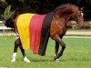 stallion Argentinus (Rhinelander,  )