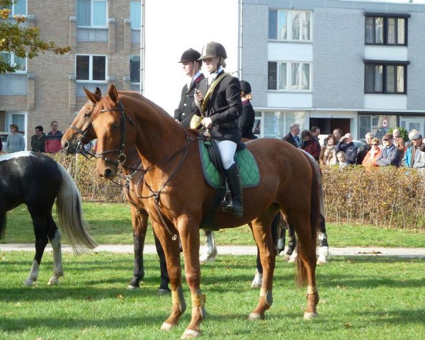 Pferd Gabon van de Claevervallei (Belgisches Warmblut, 2006, von Argentinus)