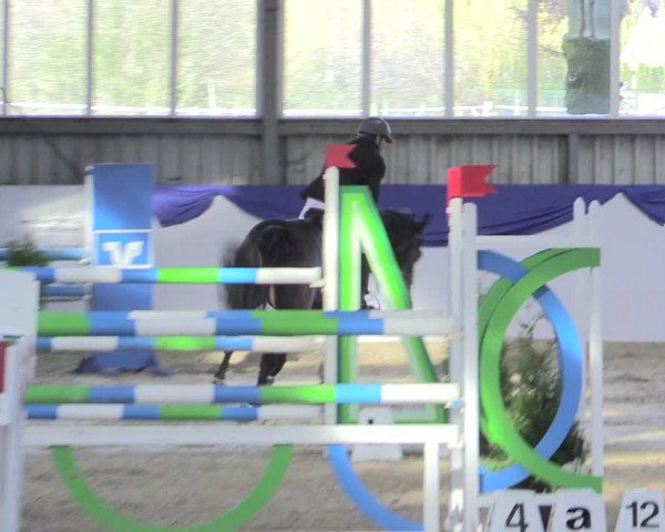 Reitturnier Greven 2017