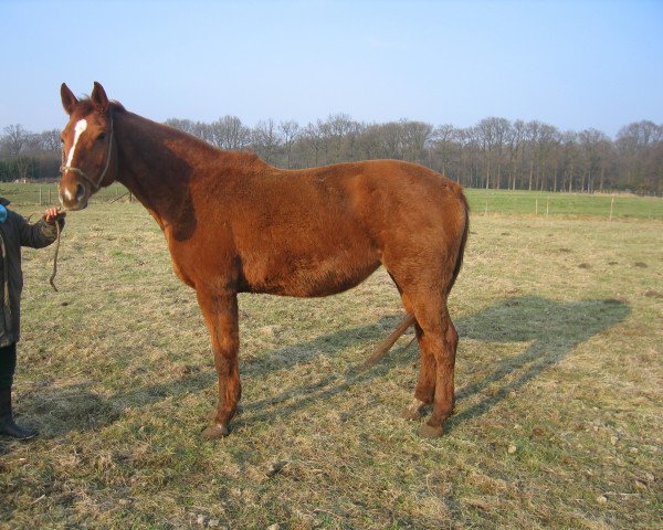 broodmare Petula (Hanoverian, 1996, from Per Gynt)