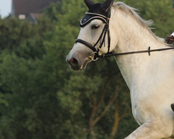 horse Kiwi de coeur (Trakehner, 2007, from Key West)