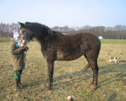 Zuchtstute Dina van de Claevervallei (Belgisches Warmblut, 1996, von Parco)