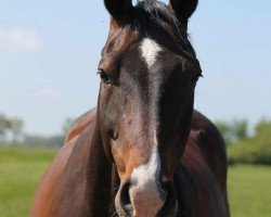 dressage horse Corelle (Hannoveraner, 2003, from Contendro I)