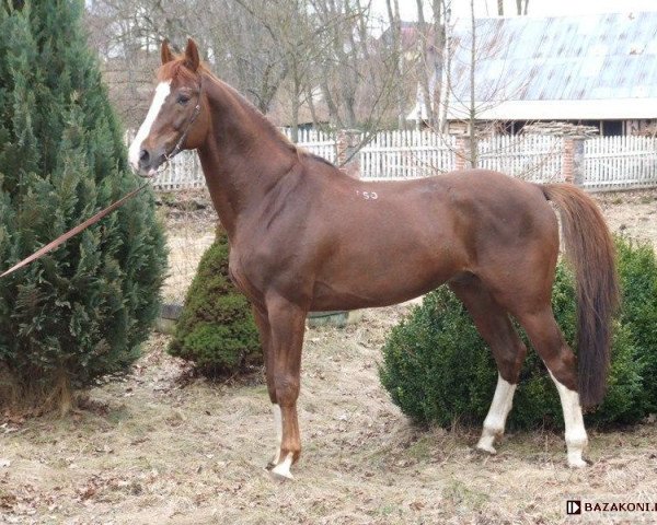 stallion Iloczyn (polish noble half-breed, 1998, from Lombardo)