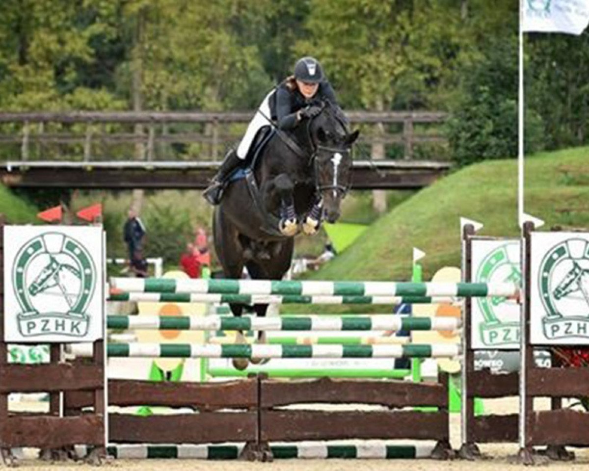 Springpferd Corsimo (Schwedisches Warmblut, 2012, von Corlensky G)