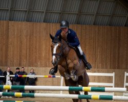 jumper Shugarka (Lithuanians Warmblood, 2012, from Shandor 34)