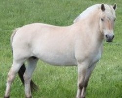 broodmare Nana Skovå (Fjord Horse, 2007, from Granit Halsnæs)