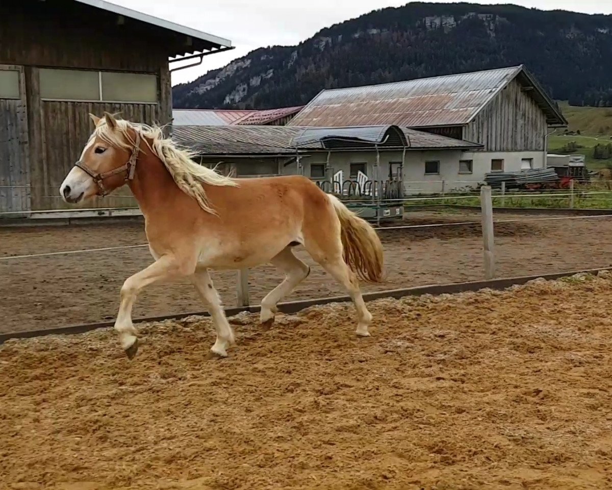 Zuchtstute Destina 24 (Haflinger, 2016, von Borneo)