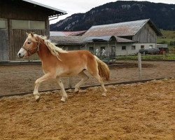 broodmare Destina 24 (Haflinger, 2016, from Borneo)