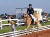 broodmare Dayana (Haflinger, 2013, from Stano)