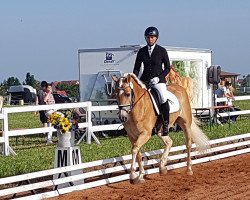 Zuchtstute Dayana (Haflinger, 2013, von Stano)