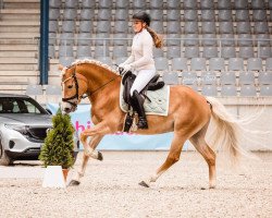 dressage horse Lillyfee (Haflinger, 2010, from Nagan II (1,57% ox))