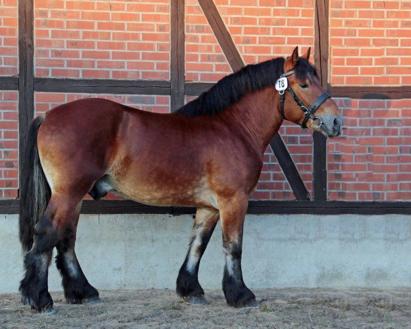 stallion Sepp (Rhenish-German Cold-Blood, 2016, from Skat 5411)