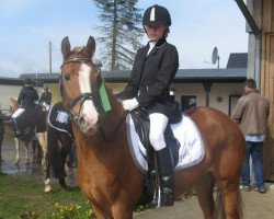 broodmare Lady Power 5 (German Riding Pony, 2004, from Black Boy)