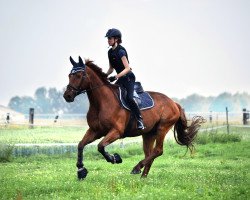 jumper Calimero (German Sport Horse, 2008, from Calido I)