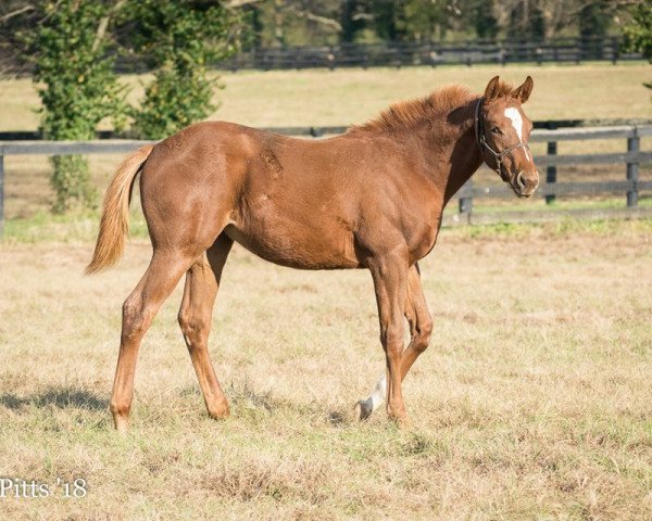 broodmare Perfect Grace xx (Thoroughbred, 2018, from Tapit xx)