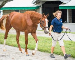 horse Plum Funny xx (Thoroughbred, 2017, from Distorted Humor xx)