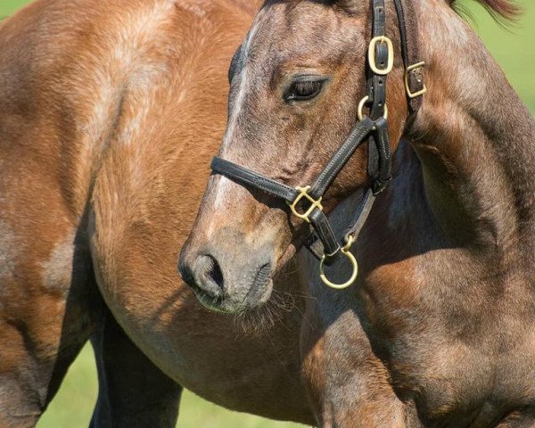 horse Tap For Me xx (Thoroughbred, 2018, from Tapit xx)