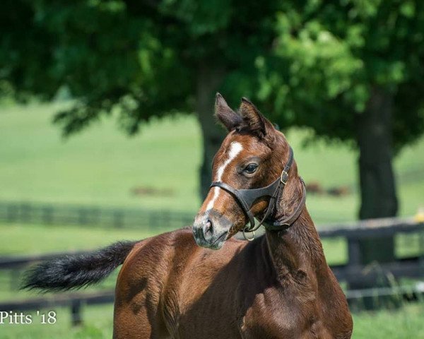 horse Stute von Frosted xx (Thoroughbred, 2018, from Frosted xx)