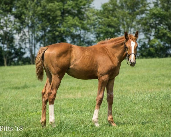 broodmare Plum Awesome xx (Thoroughbred, 2018, from Curlin xx)