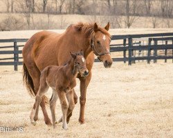 horse Hengst von Honor Code xx (Thoroughbred, 2018, from Honor Code xx)