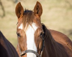 broodmare Roman Mistress xx (Thoroughbred, 2006, from Fusaichi Pegasus xx)