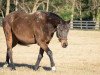 broodmare Bethany xx (Thoroughbred, 1994, from Dayjur xx)