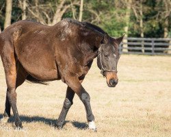 broodmare Bethany xx (Thoroughbred, 1994, from Dayjur xx)