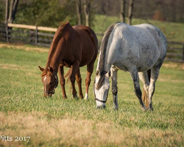 broodmare Rhumb Line xx (Thoroughbred, 2000, from Mr. Greeley xx)