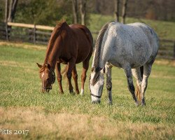 broodmare Rhumb Line xx (Thoroughbred, 2000, from Mr. Greeley xx)