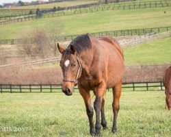 broodmare Havre de Grace xx (Thoroughbred, 2007, from Saint Liam xx)