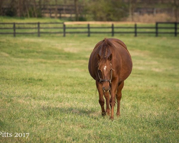 broodmare Groupie Doll xx (Thoroughbred, 2008, from Browmans Band xx)