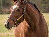 broodmare Plum Pretty xx (Thoroughbred, 2008, from Medaglia d'Oro xx)