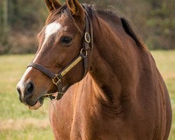 broodmare Plum Pretty xx (Thoroughbred, 2008, from Medaglia d'Oro xx)