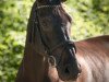 broodmare Iphito (Oldenburg show jumper, 2014, from I'm Special de Muze)