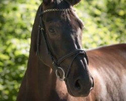 broodmare Iphito (Oldenburg show jumper, 2014, from I'm Special de Muze)