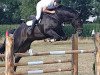 jumper Contitop (Hanoverian, 2008, from Conteur)