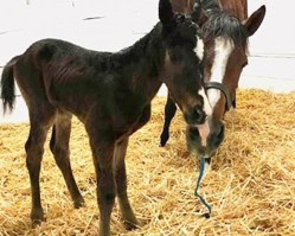 broodmare Chrome Princess xx (Thoroughbred, 2014, from Munnings xx)